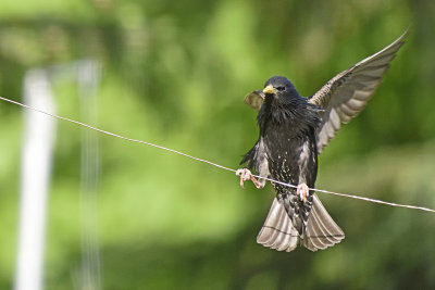 baby-starling-84144.jpg