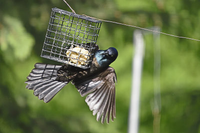 grackel-on-feeder-84150.jpg