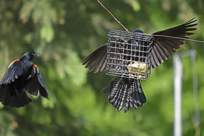 Grackel-on-feeder-84157.jpg