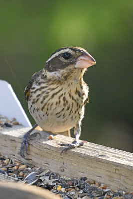 Rose-Breasted-Grosbeak-Female-84080.jpg