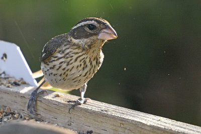 Rose-Breasted-Grosbeak-Female-84082.jpg