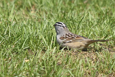 White-Crowned-Sparrow--84109.jpg