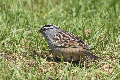 White-Crowned-Sparrow-84108.jpg