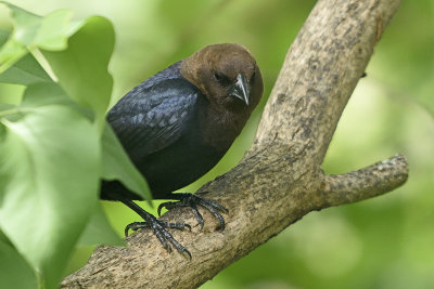 Brown-Headed-Cowbird-84508.jpg
