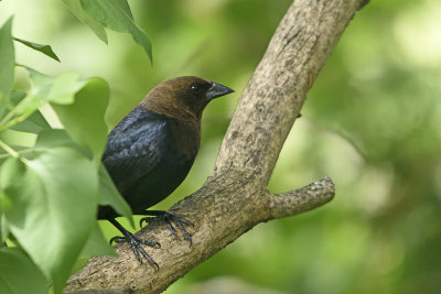 Brown-Headed-Cowbird-84509.jpg
