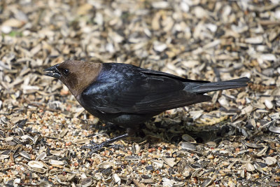 Brown-Headed-Cowbird-84496.jpg