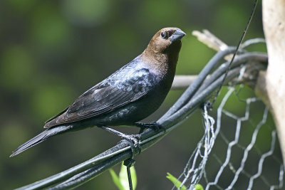 Brown-Headed-Cowbird-84493.jpg