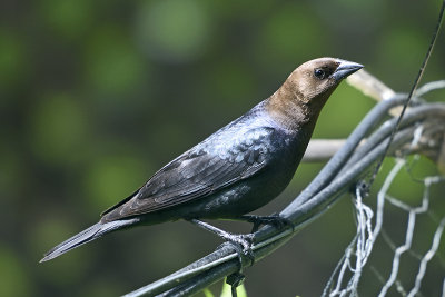 Brown-Headed-Cowbird-84494.jpg