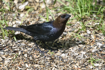 Brown-Headed-Cowbird-84495.jpg