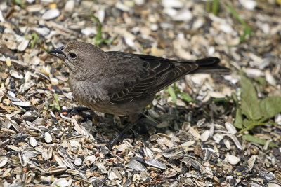 Brown-Headed-Cowbird-Female-84500.jpg