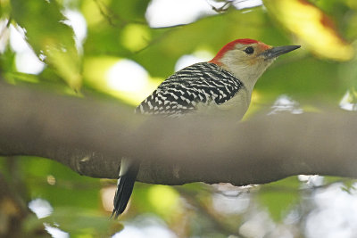 Red-bellied-Woodpecker-85335.jpg