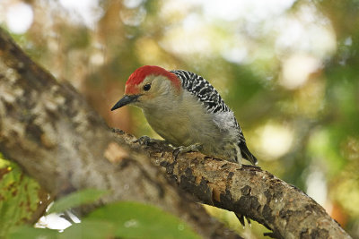 Red-bellied-Woodpecker-85333.jpg