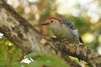 Red-bellied-Woodpecker-85334.jpg