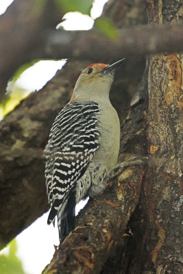 Red-bellied-Woodpecker-85330.jpg