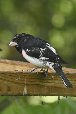 rose-breasted-grosbeak-84579.jpg