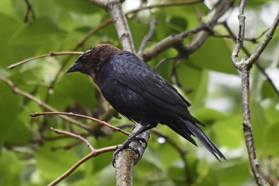 Brown Headed Cowbird