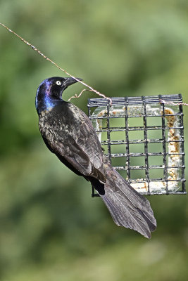 grackel-on-feeder-84625.jpg