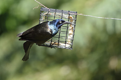 grackel-on-feeder-84621.jpg