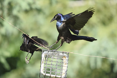 Grackels