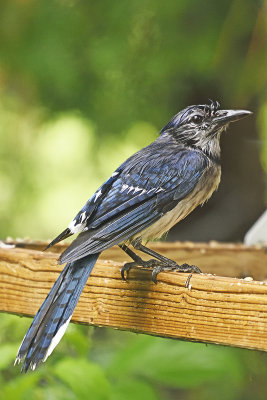 bluejay-soaking-wet-84584.jpg