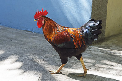 rooster-85503.jpg