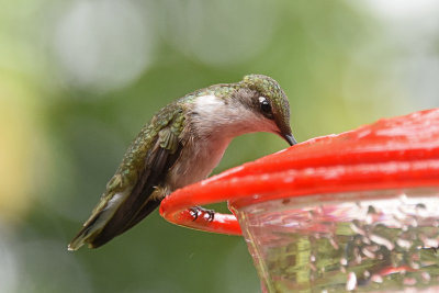 Ruby-Throated-Hummingbird-(female)-84696.jpg