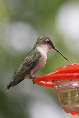 Hummingbirds