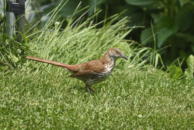 brown-thrasher-84746.jpg