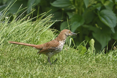 brown-thrasher-84747.jpg