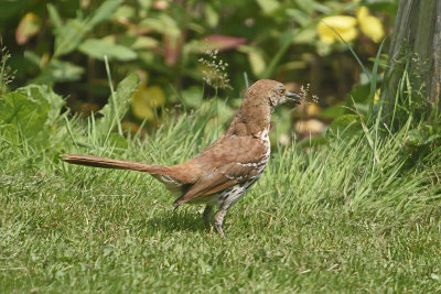brown-thrasher-84750.jpg