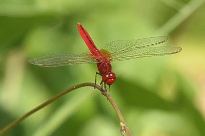 dragonfly-85569.jpg