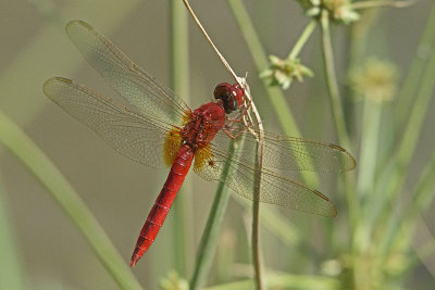 dragonfly-85566.jpg