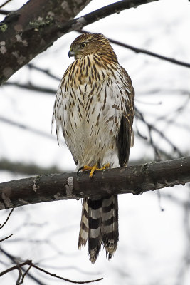 cooper's-hawk-86303.jpg