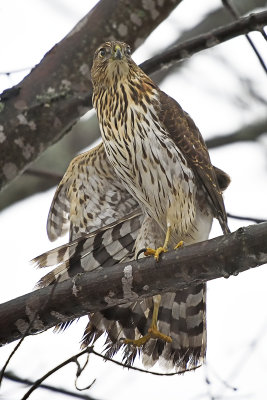 cooper's-hawk (stretching) 86312.jpg