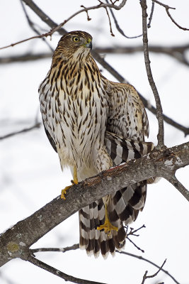 cooper's-hawk-stretching-86343.jpg