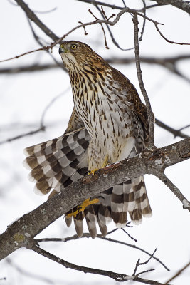 cooper's-hawk-stretching-86347.jpg