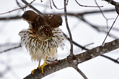 cooper's-hawk-86349.jpg