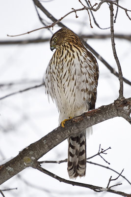 cooper's-hawk-86355.jpg