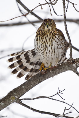 cooper's-hawk-86346.jpg