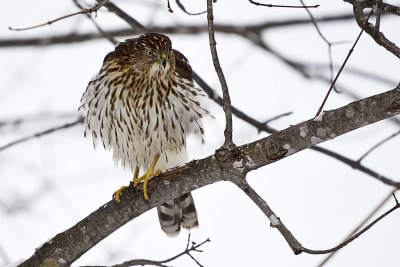 cooper's-hawk-86350.jpg