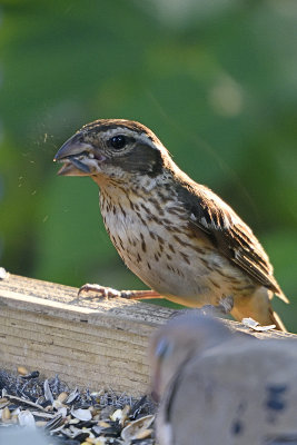 rose-breasted-grosbeak-84741.jpg