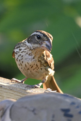 Rose-breasted Grosbeak