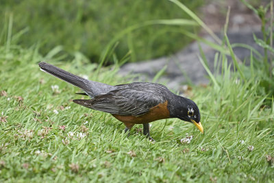 Robin-84756.jpg