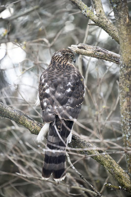 Coopers-Hawk-86463.jpg