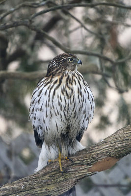 coopers-hawk-86461.jpg