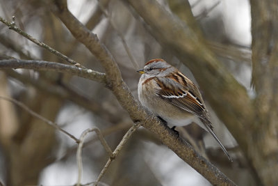 tree-sparrow-86431.jpg