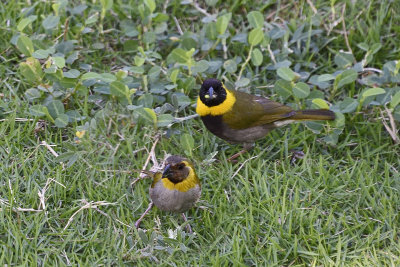 cuban-grassquit-85993.jpg