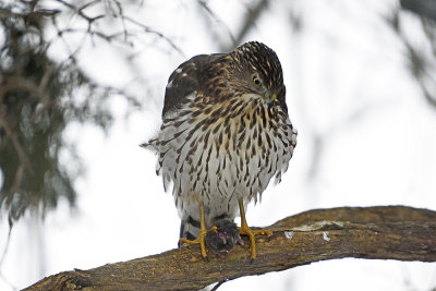 cooper's-hawk-eating-mole-86360jpg.jpg