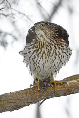 cooper's-hawk-eating-mole-86361.jpg