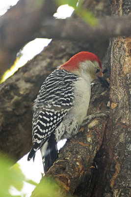 Yellow-bellied-Woodpecker-85331.jpg